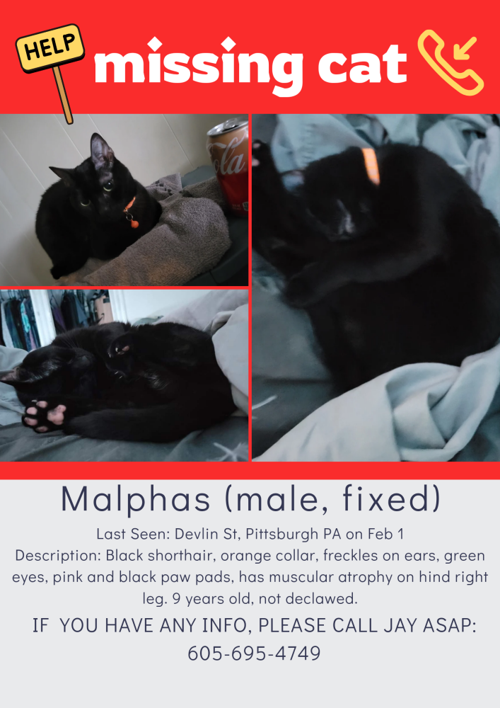 Image of Malphas, Lost Cat