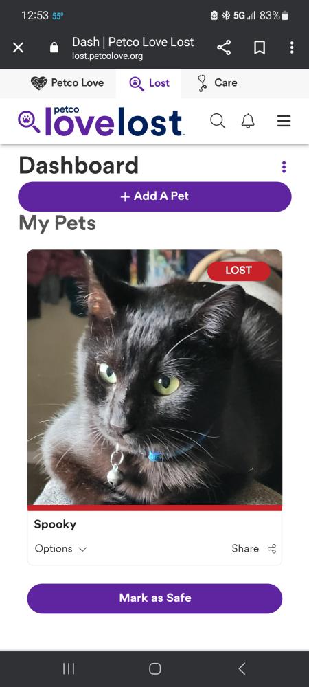 Image of Spooky, Lost Cat