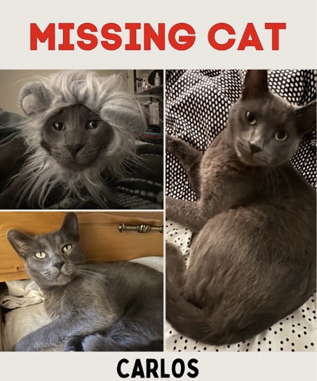 Image of Carlos, Lost Cat