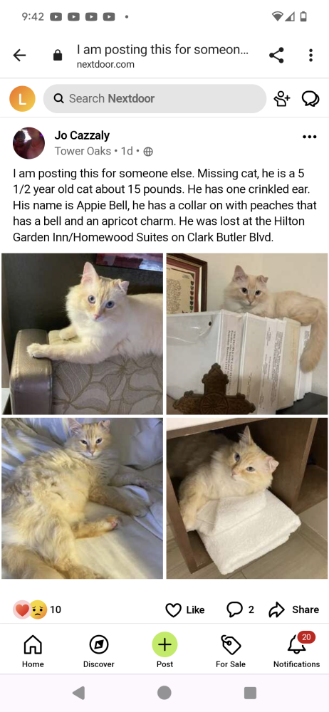 Image of Appie Bell, Lost Cat