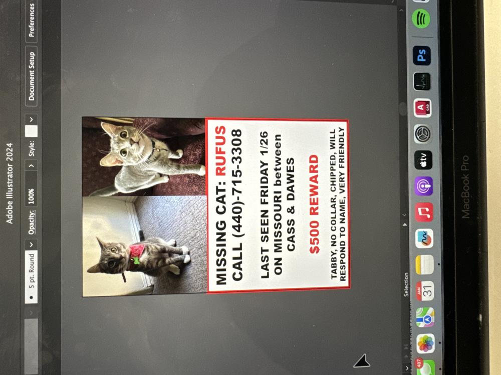Image of Rufus, Lost Cat