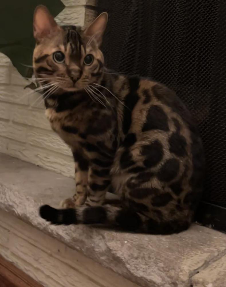 Image of Armani, Lost Cat