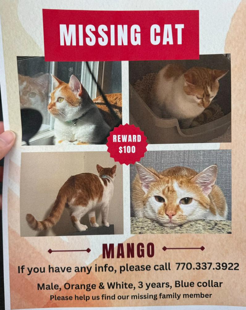 Image of Mango, Lost Cat