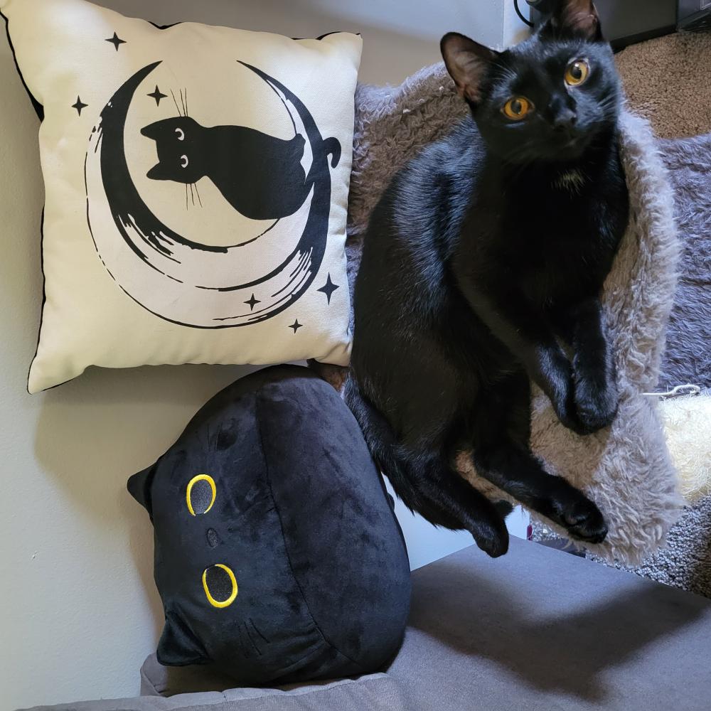 Image of Olive/Luna, Lost Cat