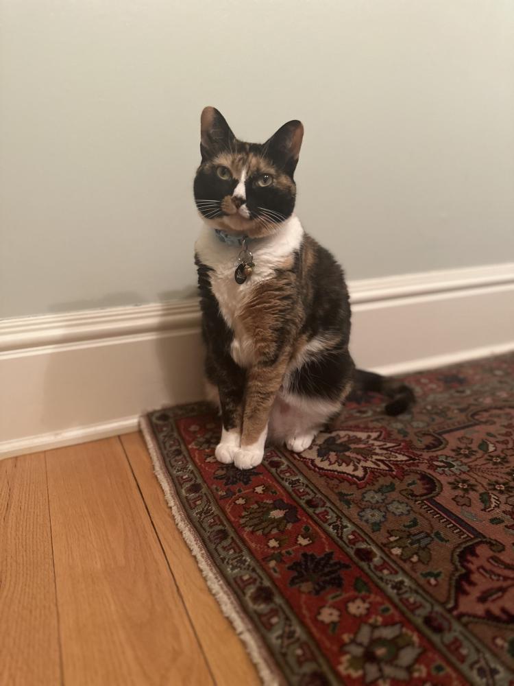 Image of Stellie, Lost Cat