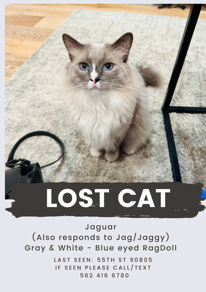 Image of Jaguar, Lost Cat