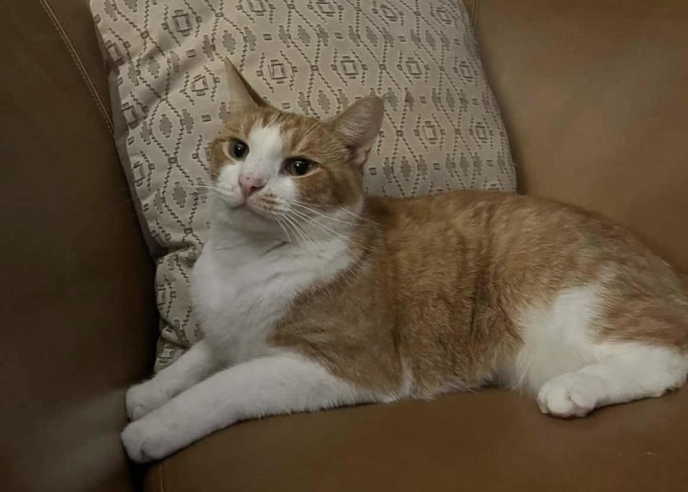 Image of Sweetboy, Lost Cat
