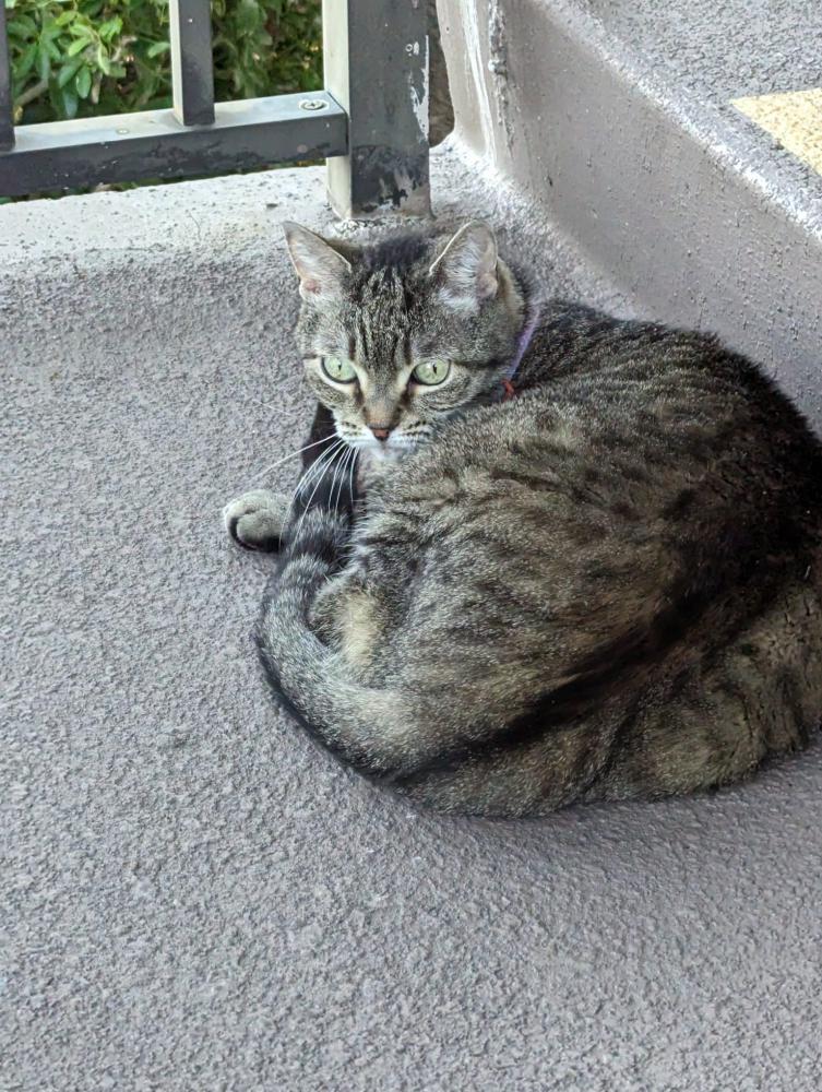 Image of Molly, Found Cat