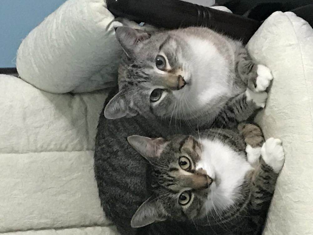 Image of Max and Sam, Lost Cat