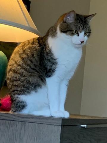 Image of GRACIE, Lost Cat