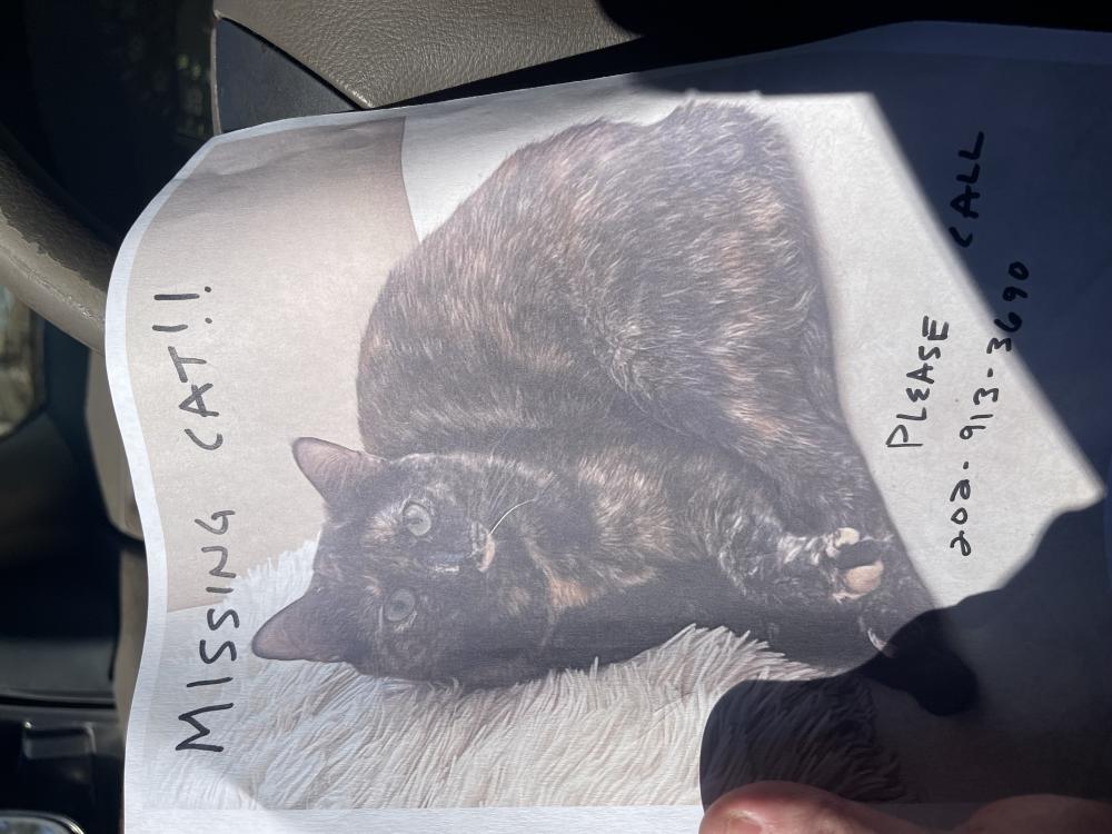 Image of Nasira, Lost Cat