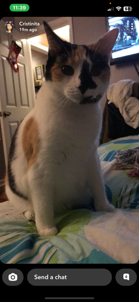 Image of Allyson, Lost Cat
