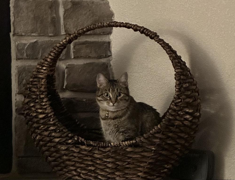 Image of Mama, Kiki, Lost Cat