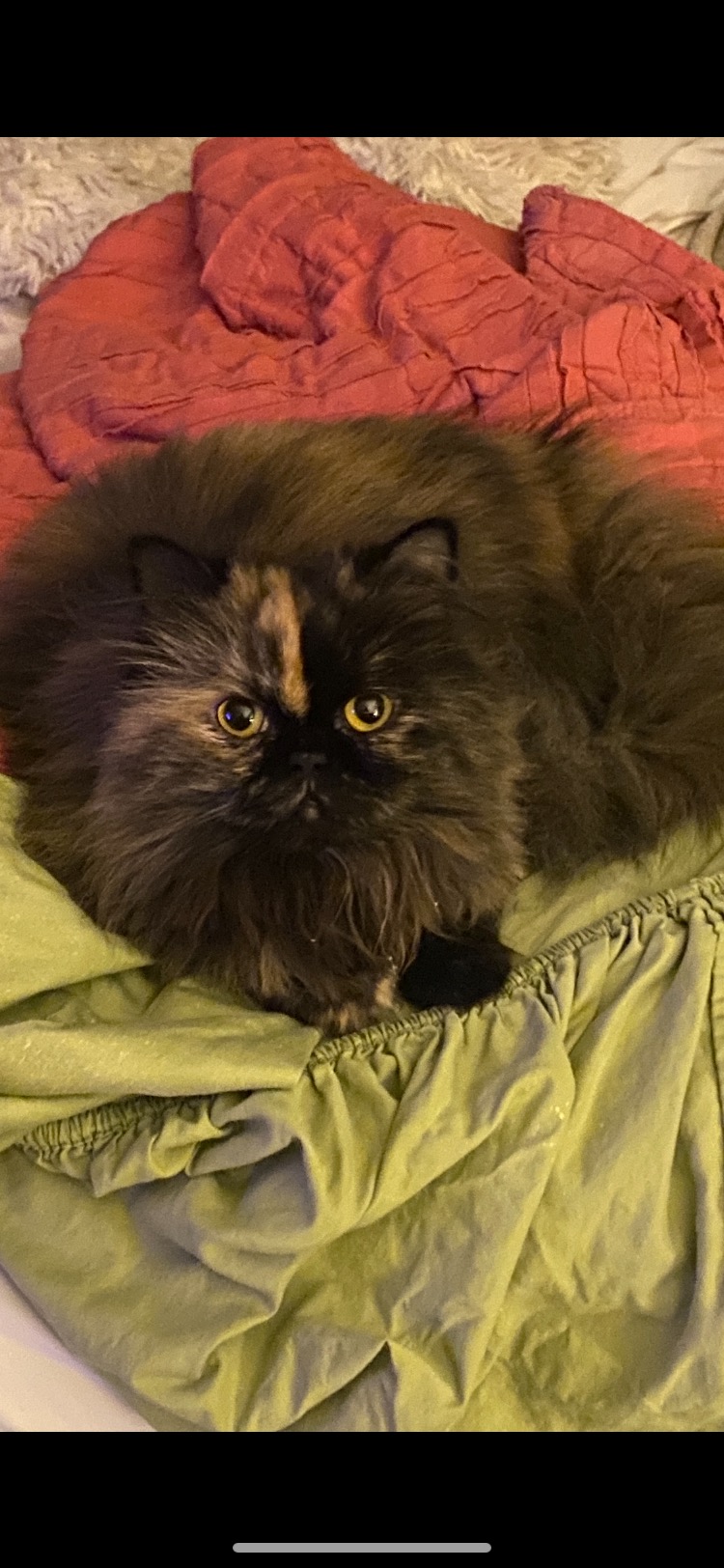 Image of Xena, Lost Cat