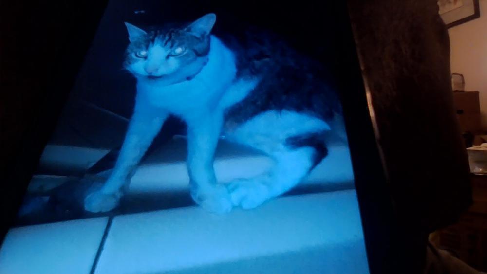 Image of Mightymite, Lost Cat