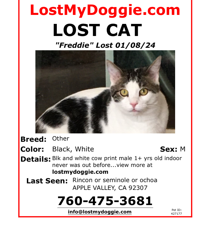 Image of Freddie, Lost Cat