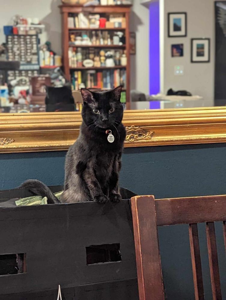 Image of Crow, Lost Cat