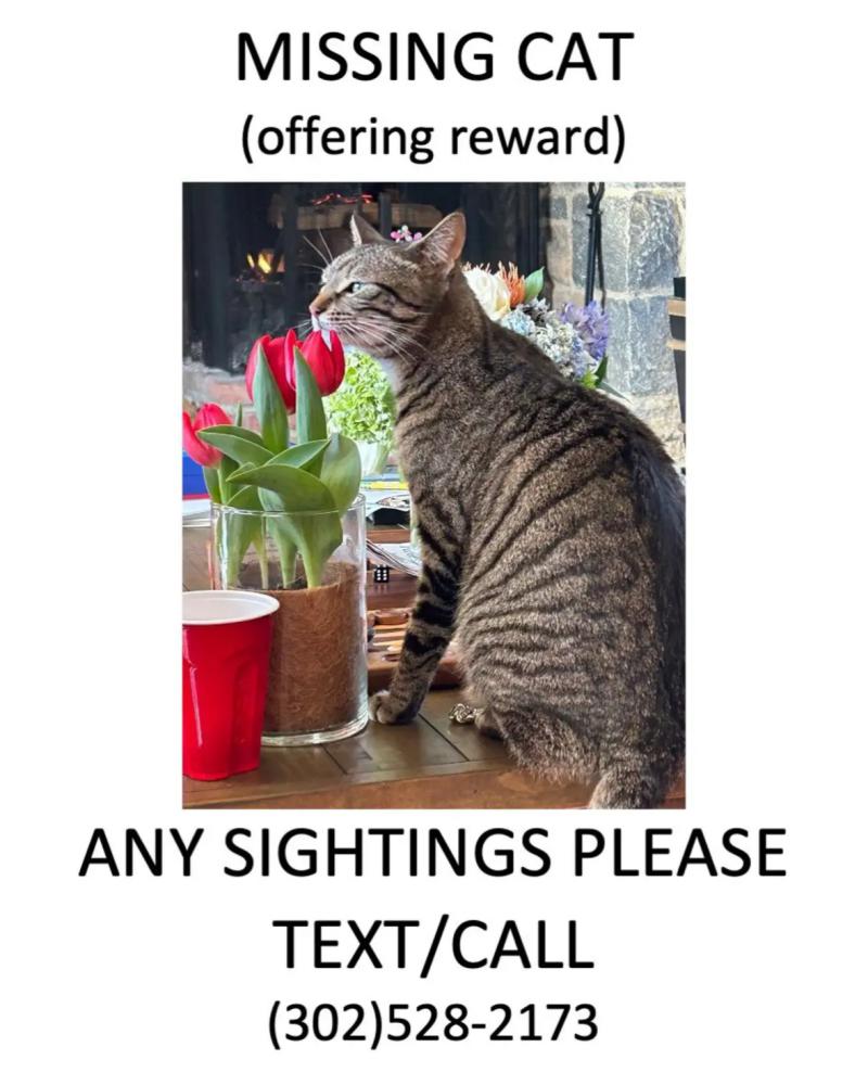 Image of wednesday, Lost Cat