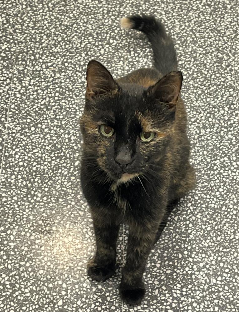 Image of Faye, Lost Cat