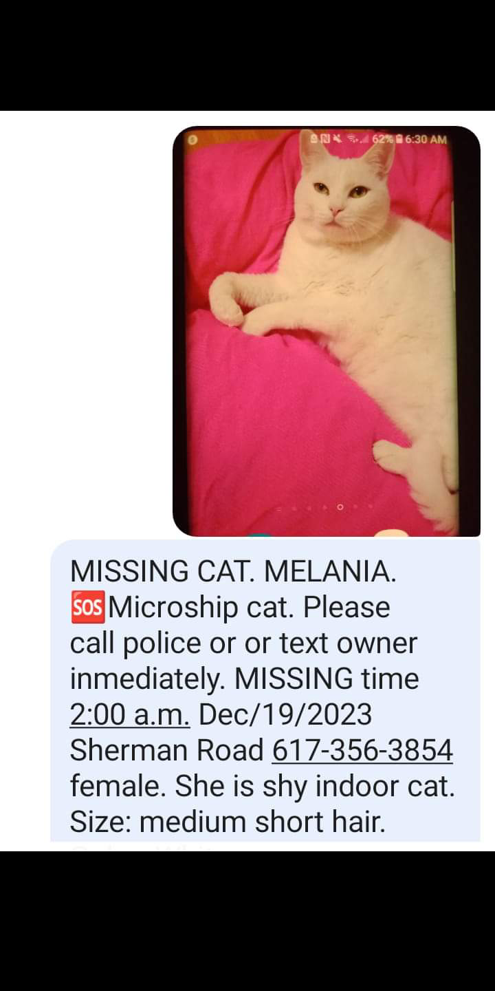 Image of Melania Perla, Lost Cat