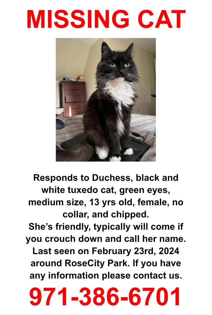 Image of Dutchess, Lost Cat
