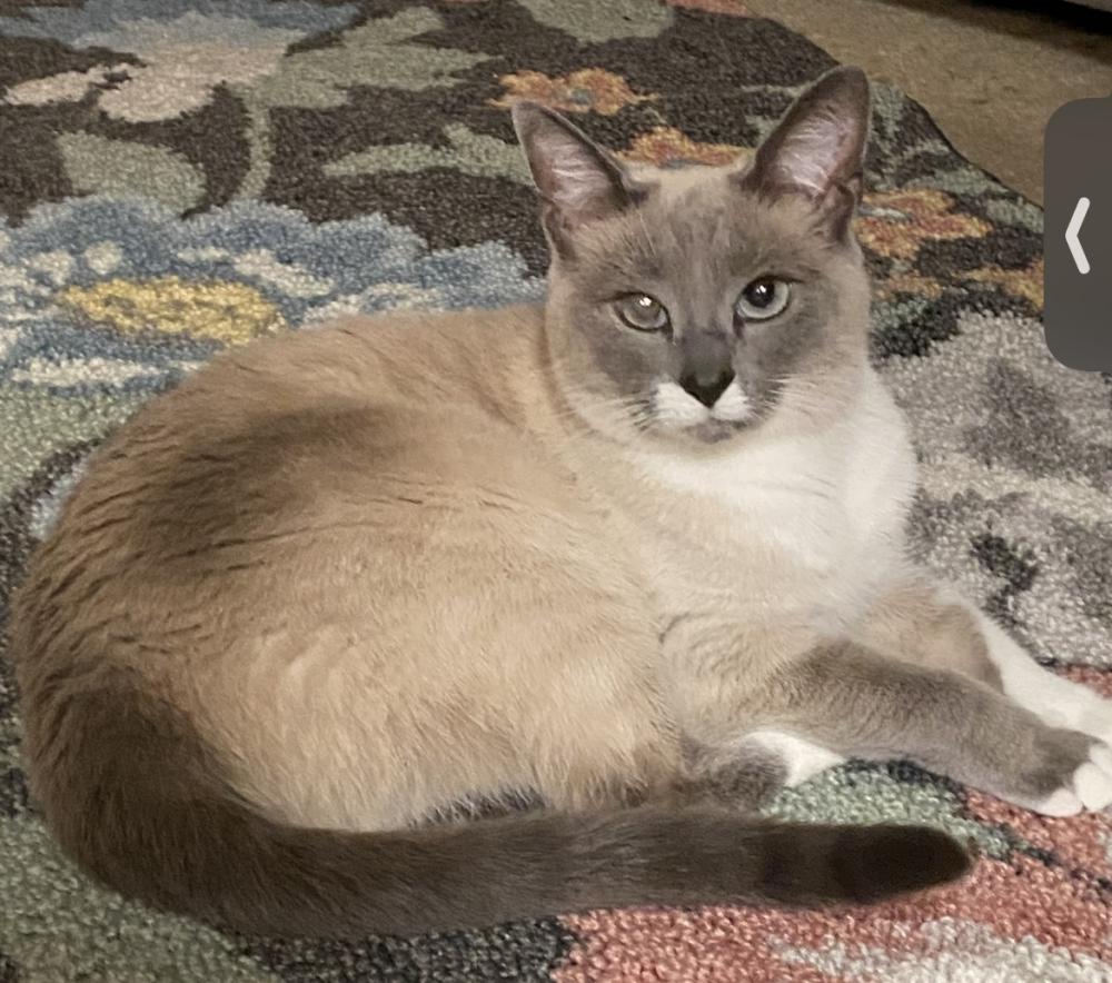Image of Ivory, Lost Cat