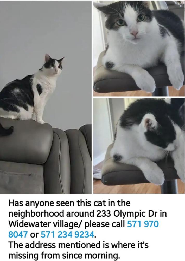 Image of Arlo, Lost Cat