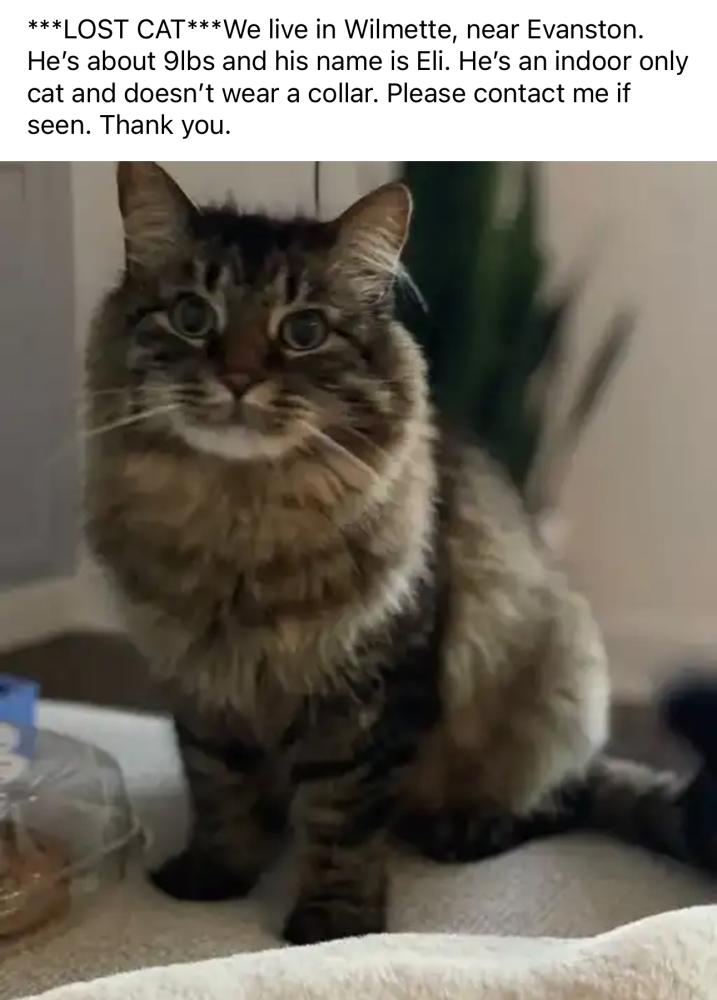 Image of Eli, Lost Cat