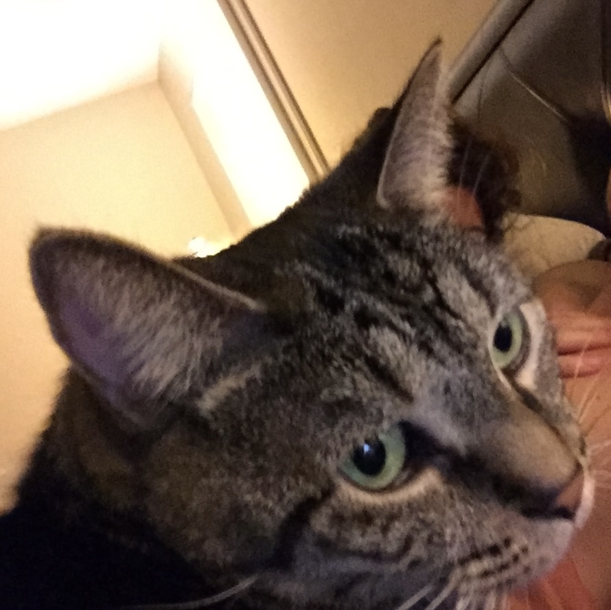 Image of Tike, Lost Cat