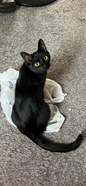Image of BooHollow, Lost Cat
