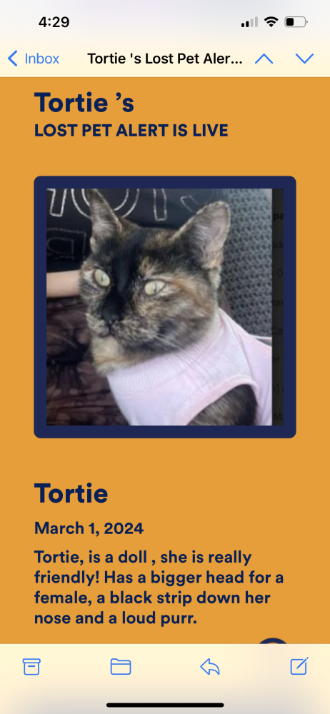 Image of Tortie, Lost Cat
