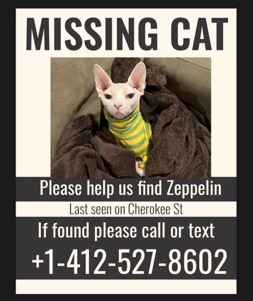 Image of Zeppelin, Lost Cat