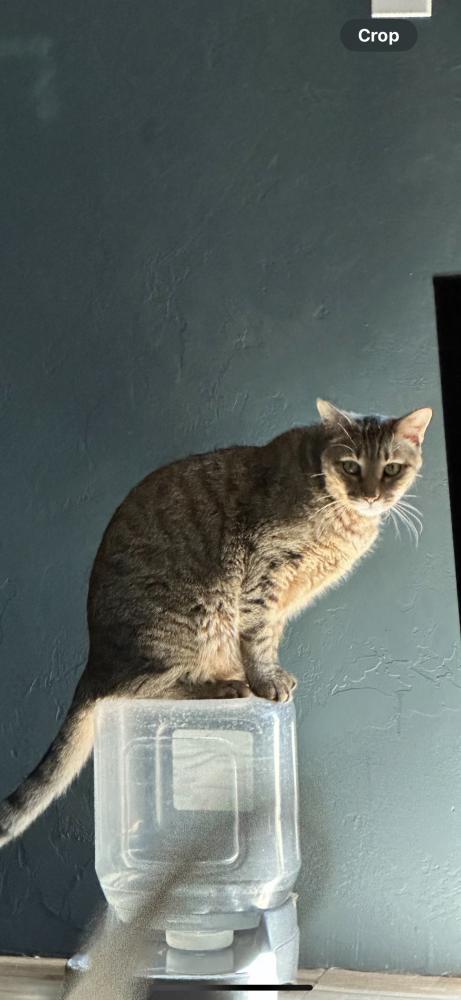 Image of Atlas, Lost Cat