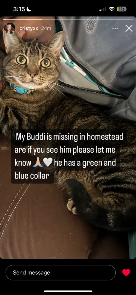 Image of Buddhi, Lost Cat
