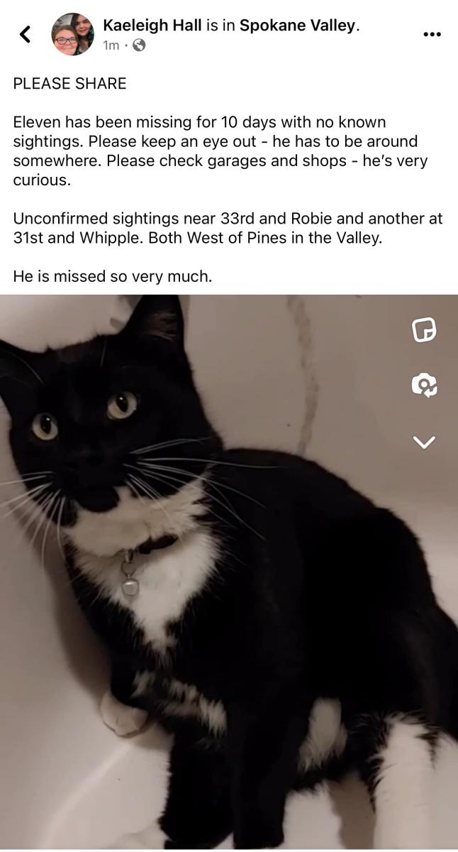 Image of Eleven, Lost Cat