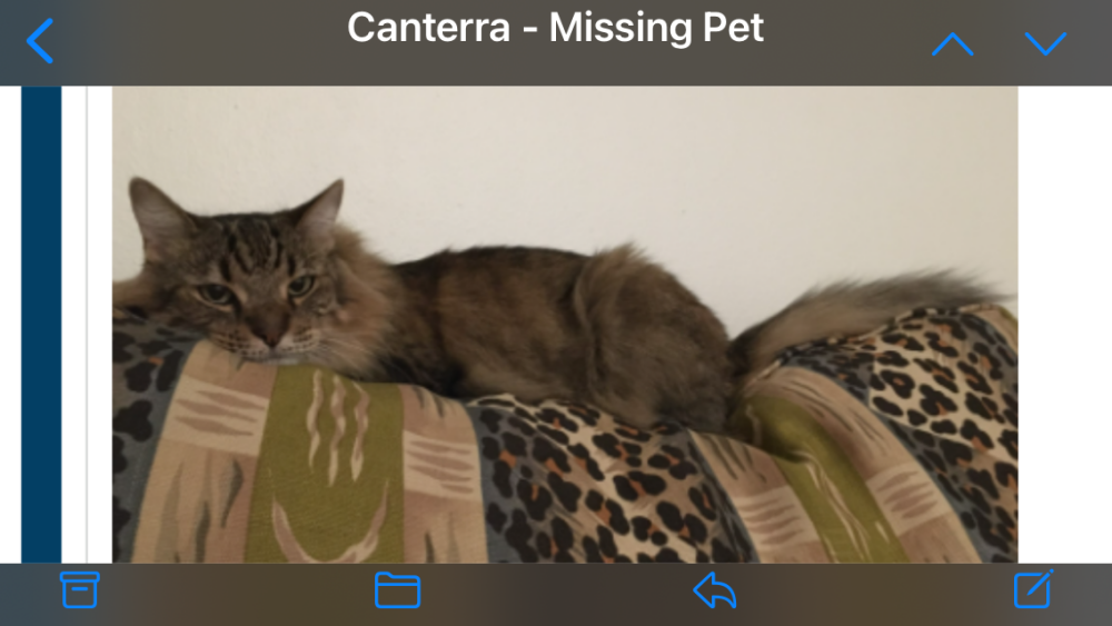 Image of Christopher, Lost Cat