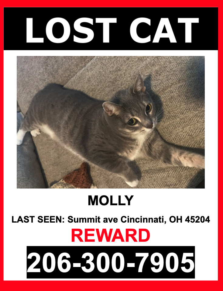 Image of MOLLY, Lost Cat