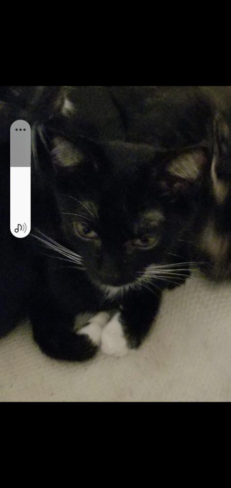 Image of Sweet pea, Lost Cat