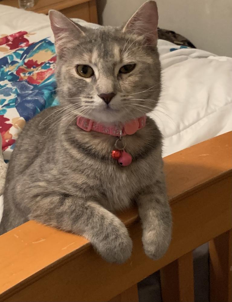Image of Kylie, Lost Cat
