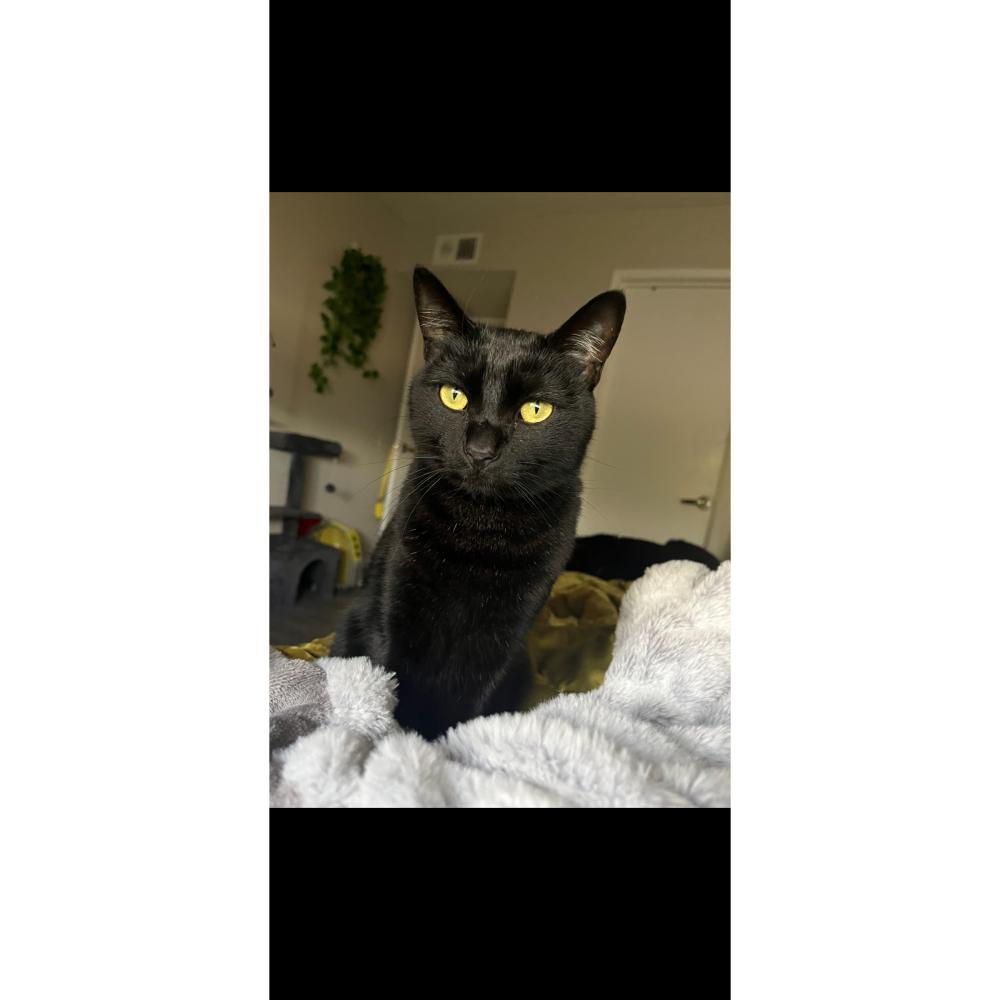 Image of Caydance, Lost Cat