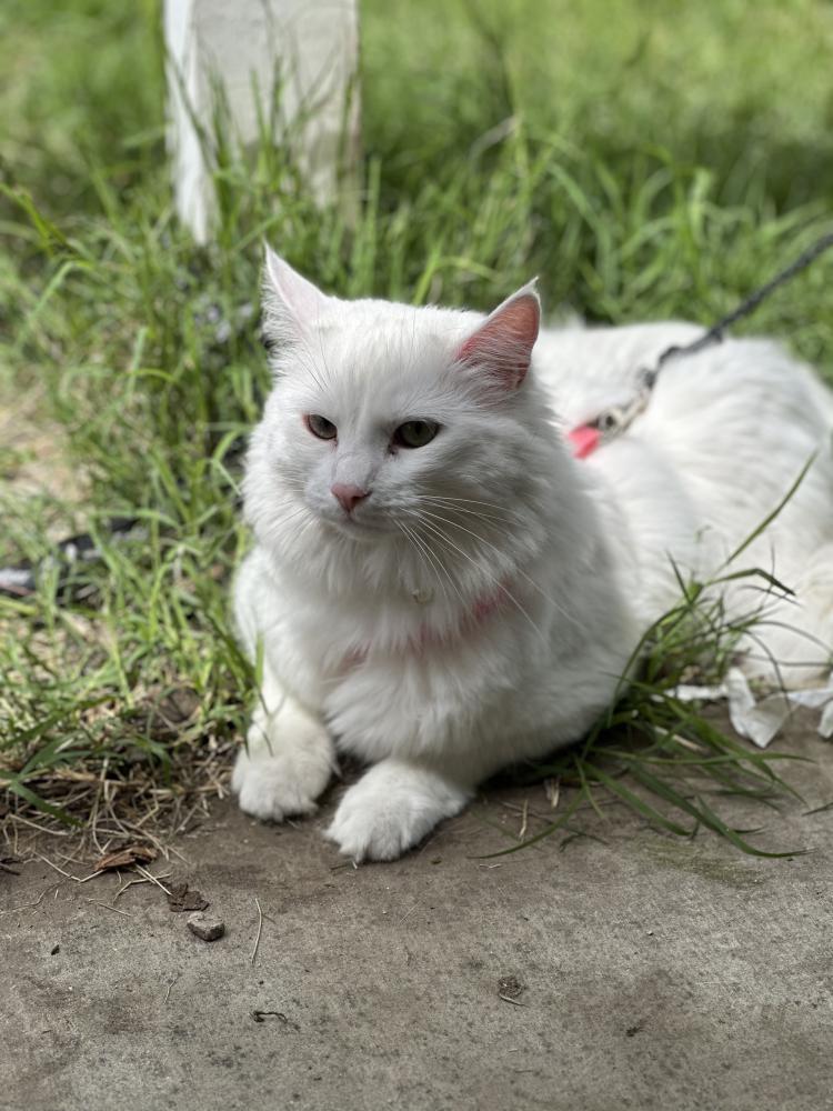 Image of SnowBell, Lost Cat