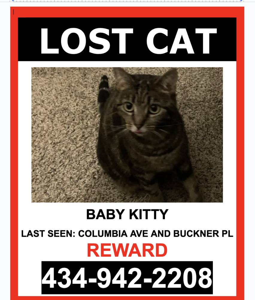 Image of Baby Kitty, Lost Cat