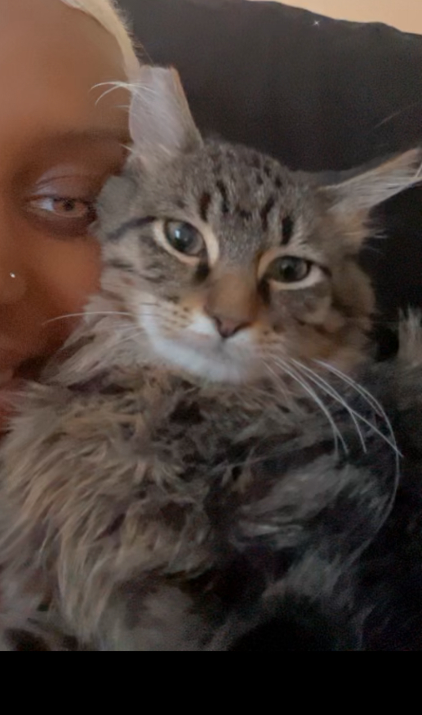 Image of Zues Howard, Lost Cat
