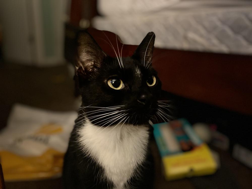 Image of Darla, Lost Cat