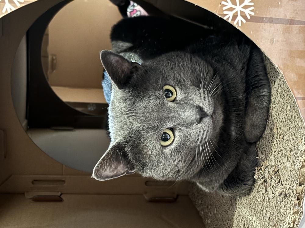 Image of Russian blue, Found Cat