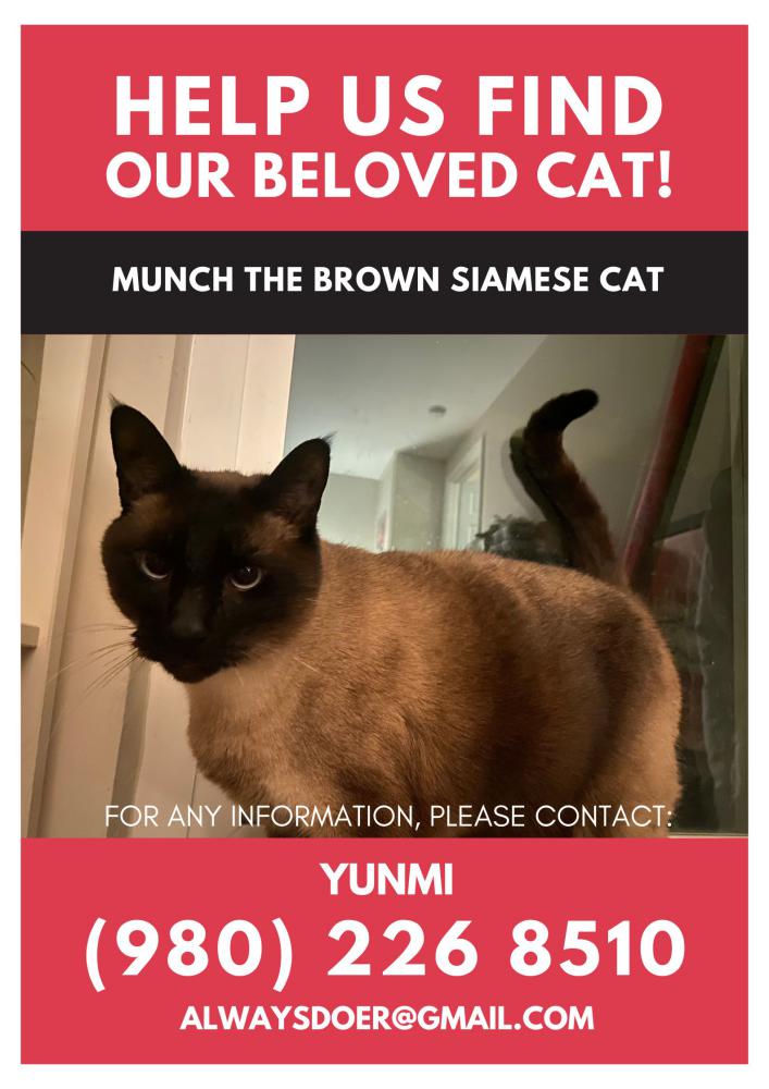 Image of Munch, Lost Cat
