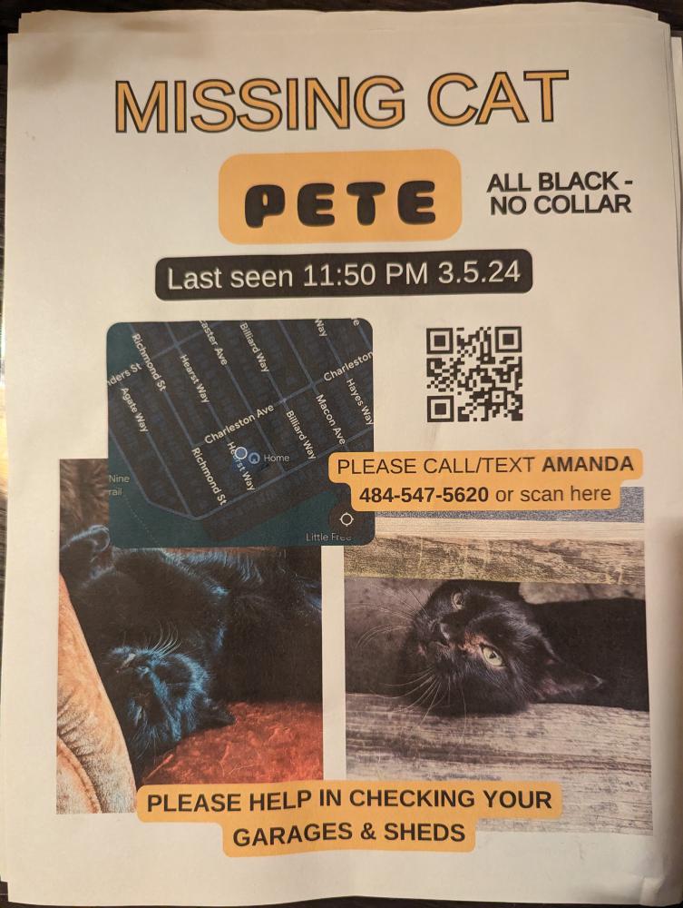 Image of Pete, Lost Cat