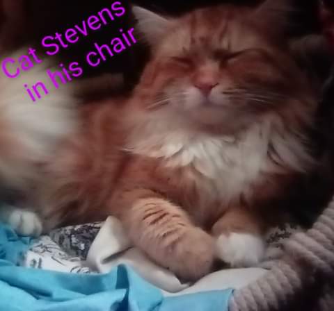 Image of Cat Stevens, Lost Cat