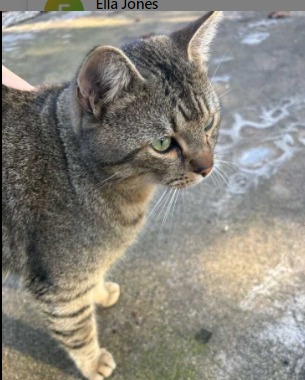 Image of tiger, Lost Cat