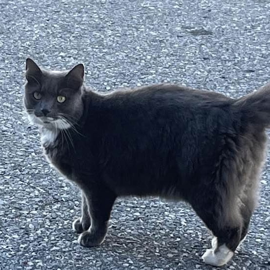 Image of Mr. Grey, Lost Cat